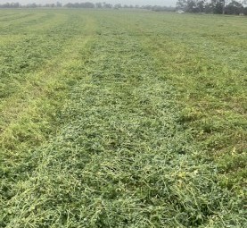 lucerne silage 