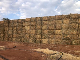 240mt Pea Hay 8x4x3 Bales (New Season 23/24)