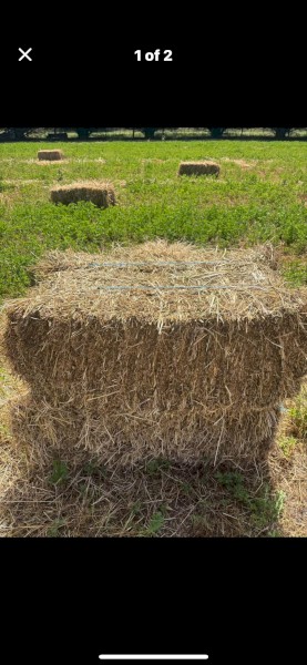 Small squares Lucerne Mix 