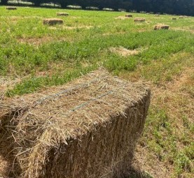Small squares Lucerne Mix 