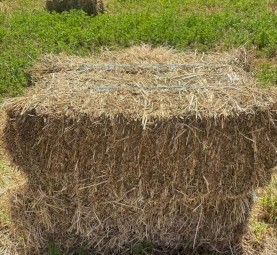 Small squares Lucerne Mix 