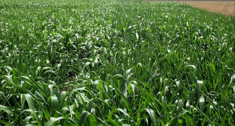 4000kg Forage Sorghum Seed