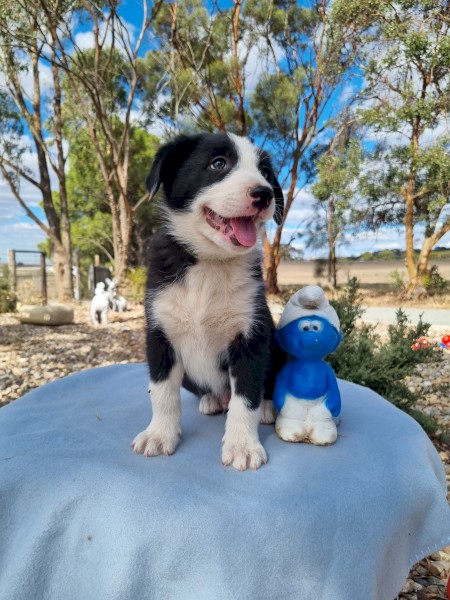 Purebred Border Collie Pups