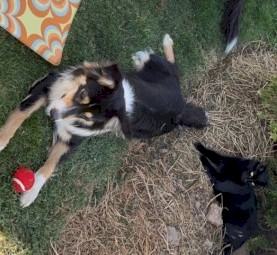 Border Collie Male pups 