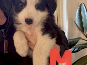 Border Collie Male pups 