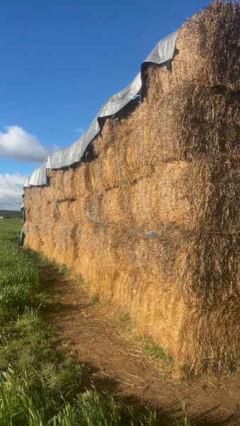 100 x Wheat Straw 8x4x3 Bales