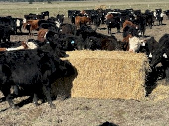 100 x Wheat Straw 8x4x3 Bales