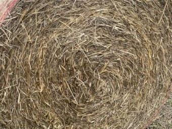 Moby Barley hay 5x4 rounds 