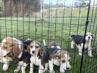 Beagle puppies 