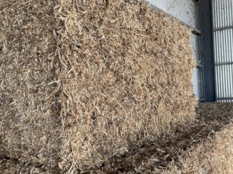 Pea Straw Small Squares in 21 bale Baron Packs
