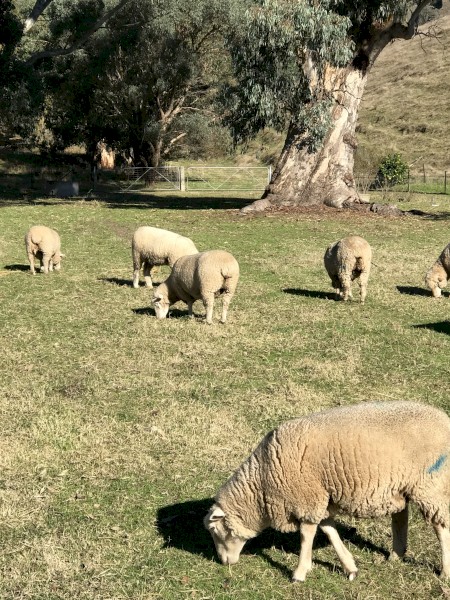 Poll Dorset Sheep Scanned in Lamb