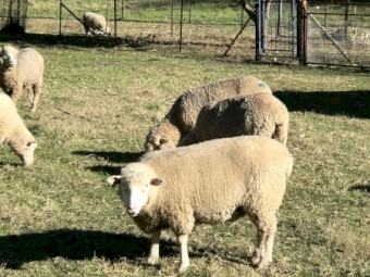 Poll Dorset Sheep Scanned in Lamb