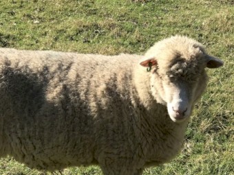 Poll Dorset Sheep Scanned in Lamb