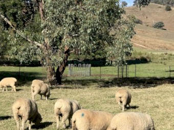 Poll Dorset Sheep Scanned in Lamb