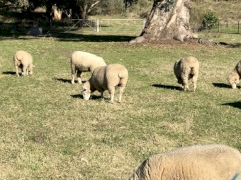 Poll Dorset Sheep Scanned in Lamb