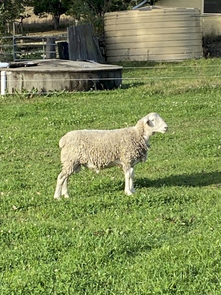 Doper Ram 11 months old