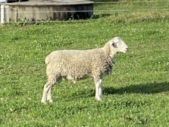 Doper Ram 11 months old