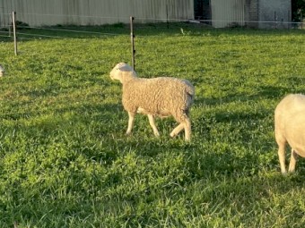 Doper Ram 11 months old