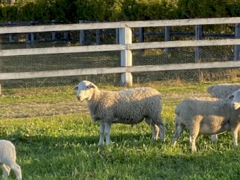 Doper Ram 11 months old