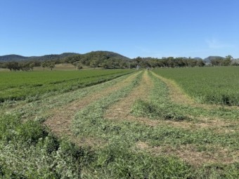 Lucerne A-Grade Small Bales