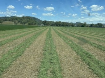 Lucerne A-Grade Small Bales