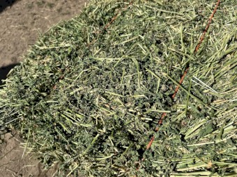 Lucerne A-Grade Small Bales