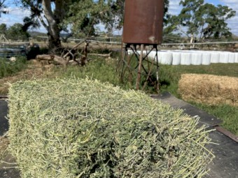 Lucerne A-Grade Small Bales