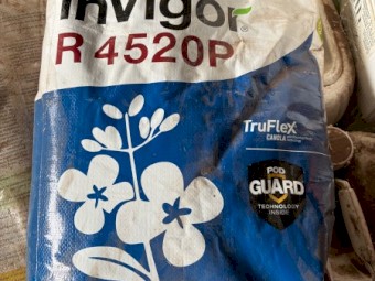 Invigor R4520P Canola Seed