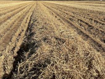 1200mt Windrowed Wheaten Straw 510-520kg 8x4x3 Bales