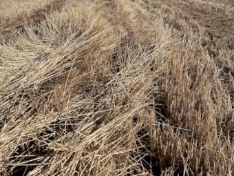 1200mt Windrowed Wheaten Straw 510-520kg 8x4x3 Bales