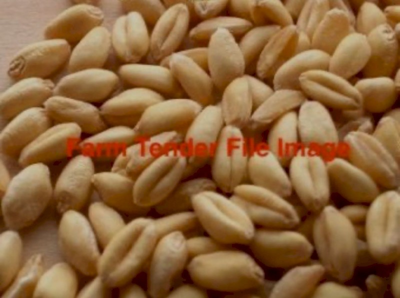 Stockade Wheat Seed. Cleaned and Treated