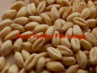 Stockade Wheat Seed. Cleaned and Treated