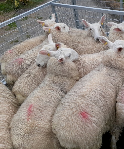 Border Leicester ram lambs