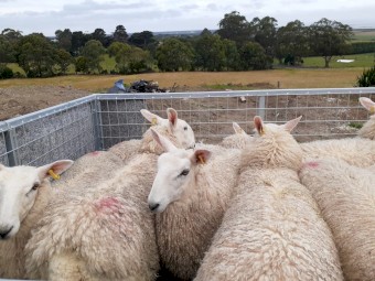 Border Leicester ram lambs
