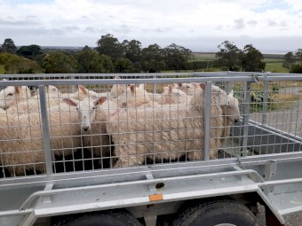 Border Leicester ram lambs