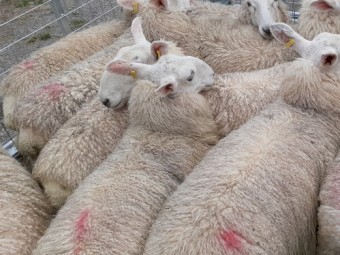 Border Leicester ram lambs