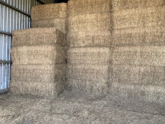 120 tonne - Vetch Hay - 550 kg 