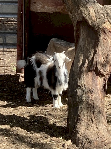 Rangeland weaner kid goats for sale.