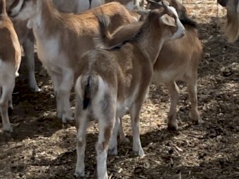 Rangeland weaner kid goats for sale.