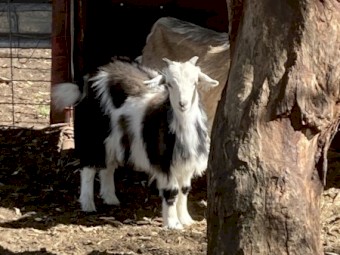 Rangeland weaner kid goats for sale.