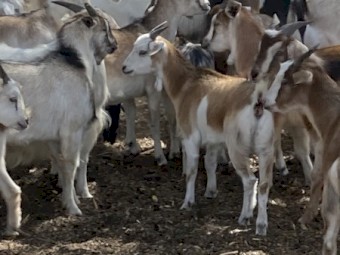 Rangeland weaner kid goats for sale.