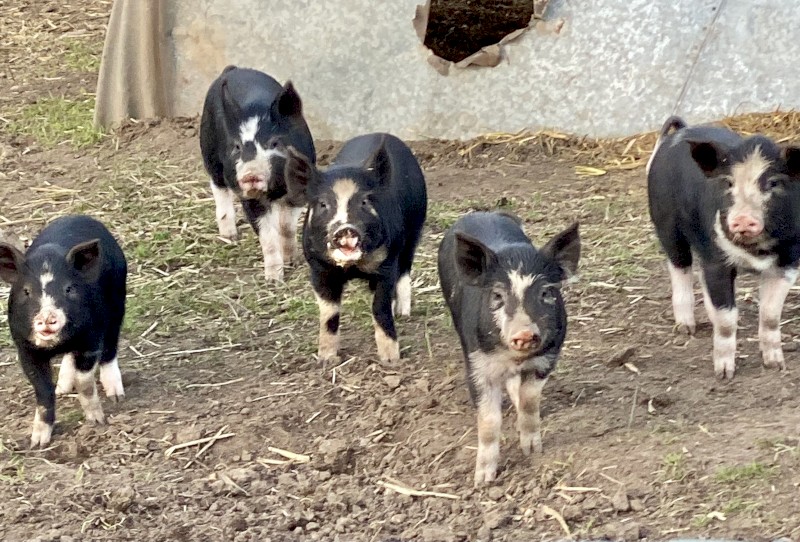 Berkshire pasture raised pigs