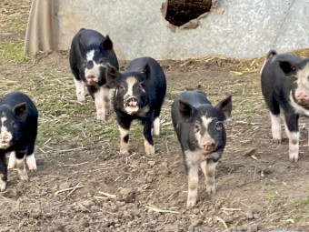 Berkshire pasture raised pigs