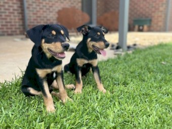 Kelpie Working Dogs
