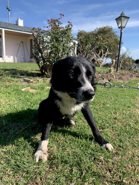 Border Collie farm working dog