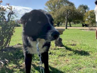 Border Collie farm working dog