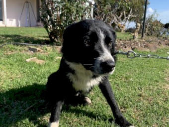 Border Collie farm working dog
