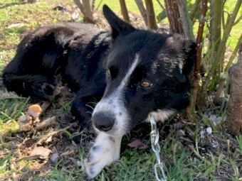 Border Collie farm working dog