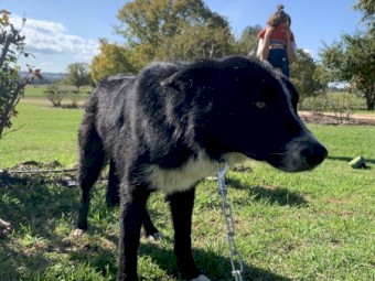 Border Collie farm working dog