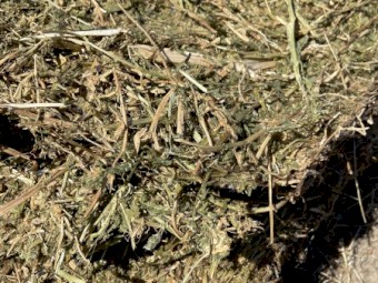 400mt Vetch Hay 5x4 Round Bales